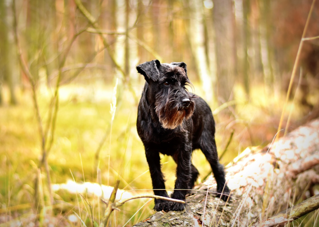 #12. Miniature schnauzer